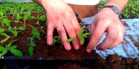 Da li je moguće bez branja rasada paradajza i zašto je potrebno roniti sadnice